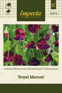 Ærteblomst 'Royal Maroon'