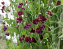 Ærteblomst 'Royal Maroon'