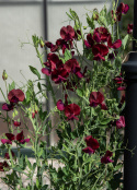 Ærteblomst 'Royal Maroon'