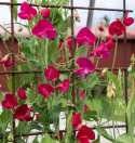 Ærteblomst 'Royal Crimson'