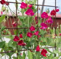 Ærteblomst 'Royal Crimson'