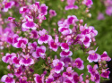 Torskemund 'Fantasista Pink'