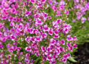 Torskemund 'Fantasista Pink'