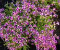 Torskemund 'Fantasista Pink'