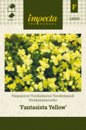 Linaria x versicolor 'Fantasista Yellow'