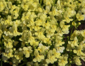 Linaria x versicolor 'Fantasista Yellow'