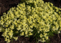 Linaria x versicolor 'Fantasista Yellow'