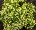 Linaria x versicolor 'Fantasista Yellow'
