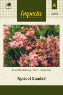 Hindebæger 'Apricot Shades'