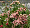 Hindebæger 'Apricot Shades'