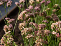 Hindebæger 'Apricot Shades'