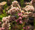 Hindebæger 'Apricot Shades'