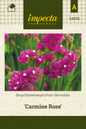 Hindebæger 'Carmine Rose'