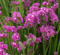 Hindebæger 'Carmine Rose'