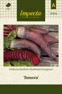 Rødbede 'Renova'