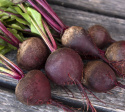 Rødbede 'Cornet'