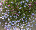 Hængelobelia 'Colour Cascade'