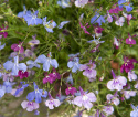 Hængelobelia 'Colour Cascade'