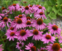 Purpursolhat 'Feeling Pink'