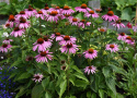 Purpursolhat 'Feeling Pink'