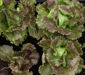 Icebergsalat 'Derel'