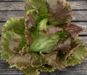 Icebergsalat 'Derel'