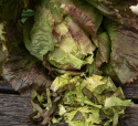 Icebergsalat 'Derel'