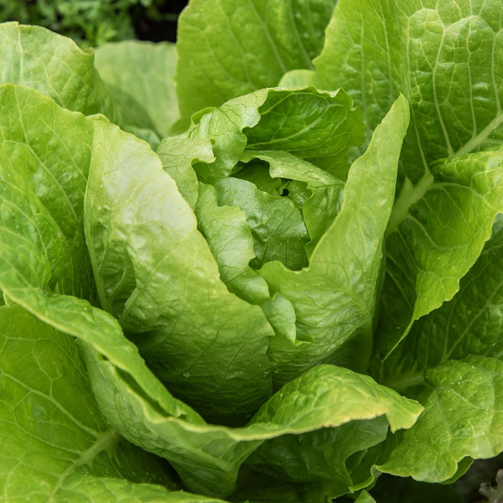 Romainesalat 'Blonde maraîchère'