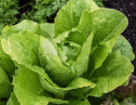 Romainesalat 'Blonde maraîchère'