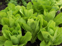 Romainesalat 'Blonde maraîchère'