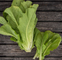 Romainesalat 'Blonde maraîchère'