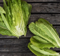 Romainesalat 'Blonde maraîchère'