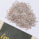 Romainesalat 'Blonde maraîchère'