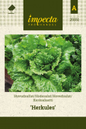 Hovedsalat 'Herkules'