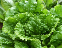 Hovedsalat 'Herkules'