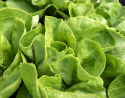 Salat 'Trocadero'