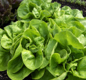 Salat 'Trocadero'