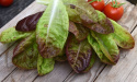 Hovedsalat 'Merveille Des Quatre Saisons'