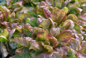 Hovedsalat 'Merveille Des Quatre Saisons'