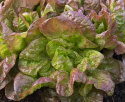 Hovedsalat 'Merveille Des Quatre Saisons'