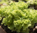 Bataviasallat 'Lollo Bionda'