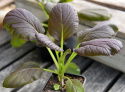 Pak Choi 'Arax'