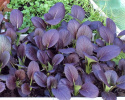 Pak Choi 'Arax'