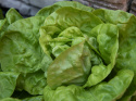 Hovedsalat 'Malis'
