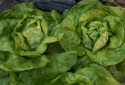 Hovedsalat 'Malis'