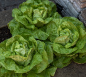 Hovedsalat 'Malis'