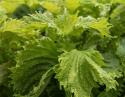 Bladmynte 'Green Ruffled'