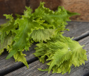 Bladmynte 'Green Ruffled'