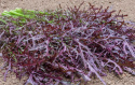 Sareptasennep 'Moutarde Rouge Metis'