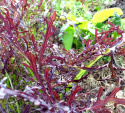 Sareptasennep 'Moutarde Rouge Metis'